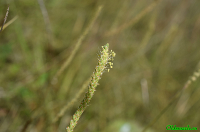 Подорожник