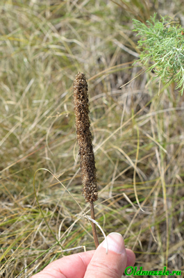 Подорожник наибольший