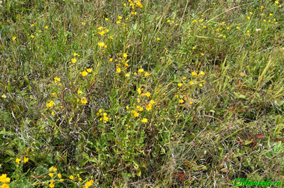 Ястребинка