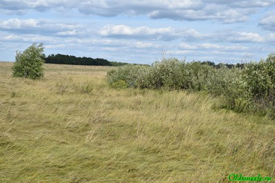 панорама болота