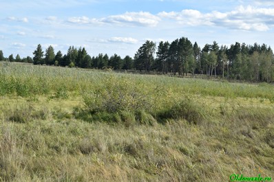 панорама болота