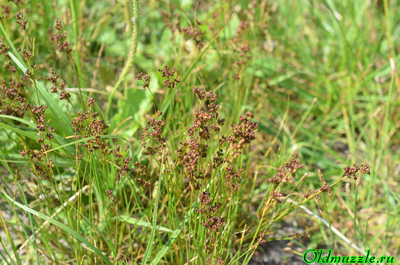 Ситник сплюснутый