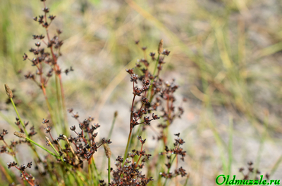 Ситник членистый