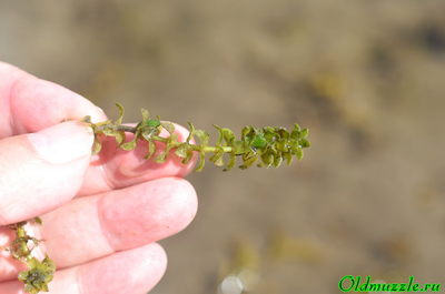 Элодея канадская