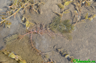 Роголистник погружённый