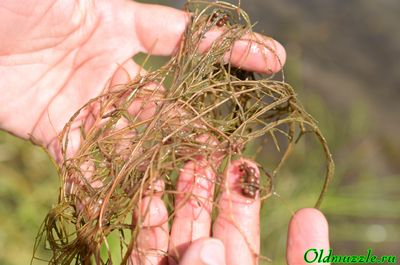 Рдест гребенчатый