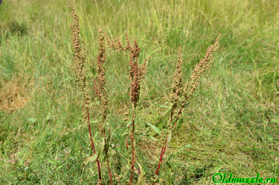 Щавель курчавый