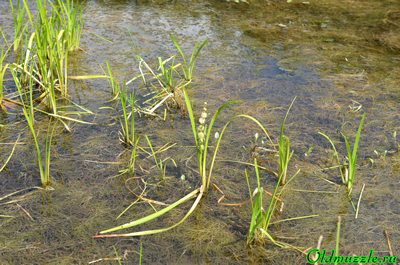 Ежеголовник