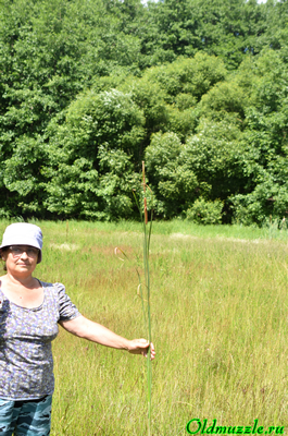 Рогоз узколистный