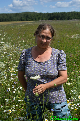 Морковь дикая