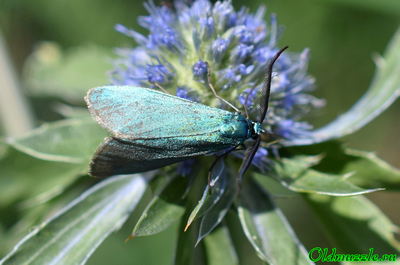 Пестрянка щавелевая