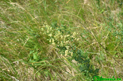 Василисник