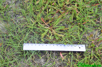 Одуванчик бессарабский