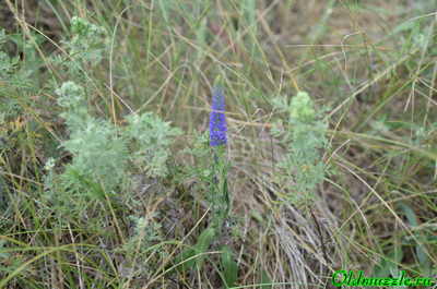 Вероника колосистая