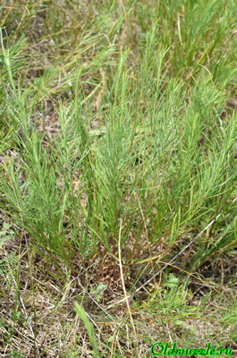 Солонечник