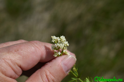 Подмаренник северный