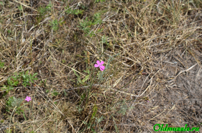 Гвоздика Борбаша