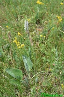 Подорожник наибольший