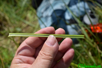 Порученик сахарный