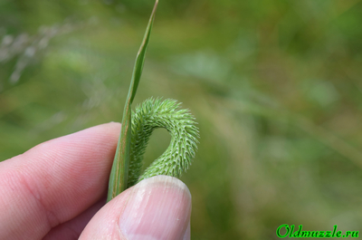 Тимофеевка луговая