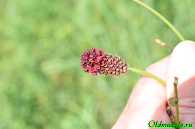 Кровохлёбка