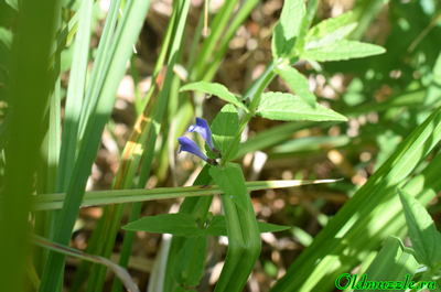Шлемник обыкновенный