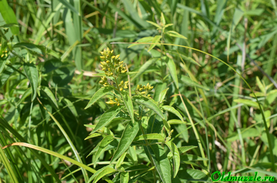 Вербейник обыкновенный