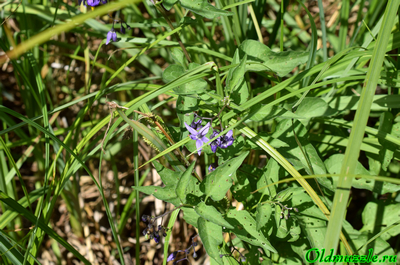 Паслён сладко-горький