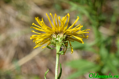 Девясил иволистный