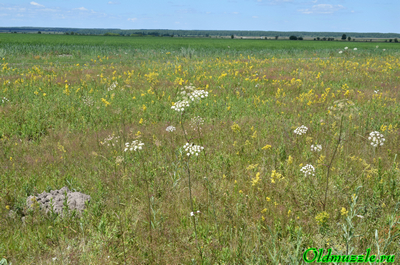 Свеколльное поле