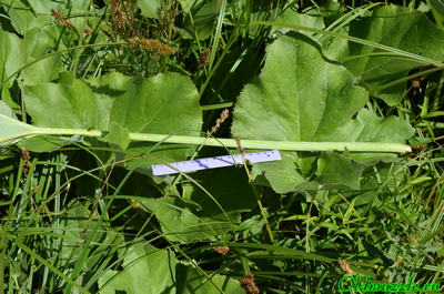 Белокопытник ложный