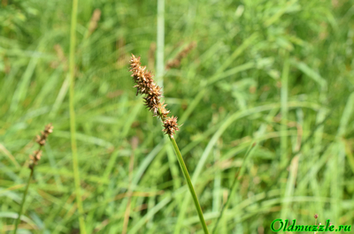 Осока лисья