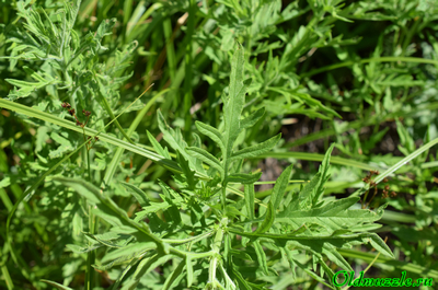 Зюзник высокий