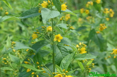 Вербейник обыкновенный