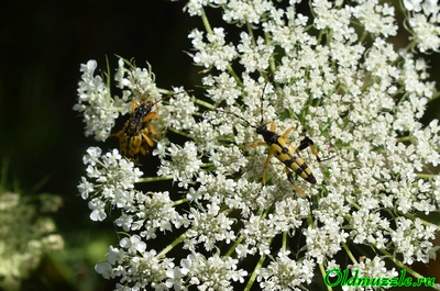 Лептура пятнистая