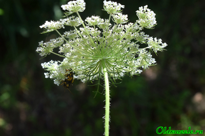 Морковь дикая