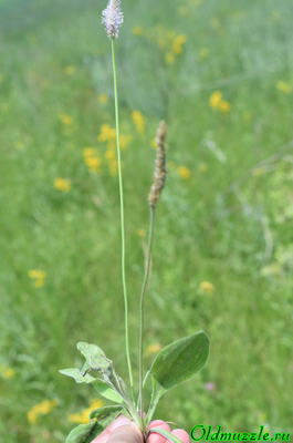 Подорожник Дюрвиля