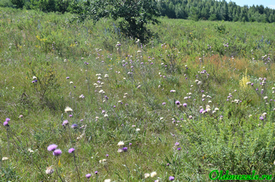 Наголоватка васильковая