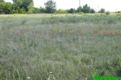 Наголоватка васильковая