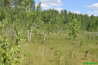 берёзки