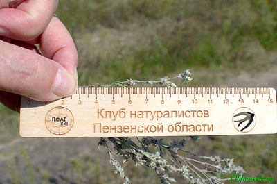 жабник