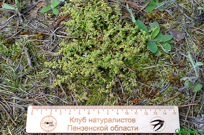 грыжник