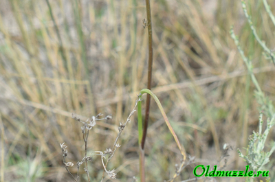 Лук предвиденный