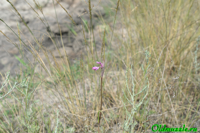 Лук предвиденный