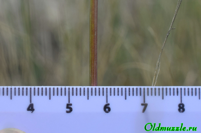 Лук предвиденный