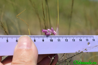 Лук предвиденный