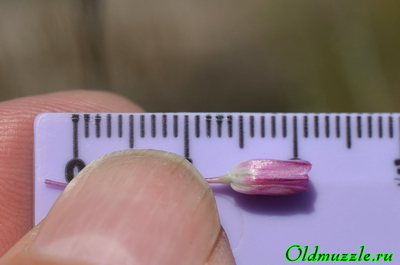 Лук предвиденный