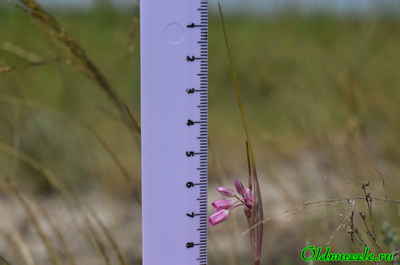 Лук предвиденный