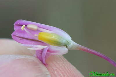 Лук предвиденный