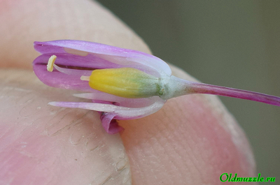 Лук предвиденный